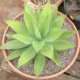 Agave Wendtii