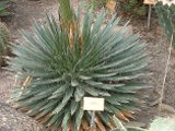 Agave Filifera