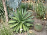 Agave Lophantha