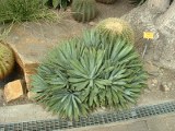 Agave Macrocantha