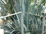Unknown Agave