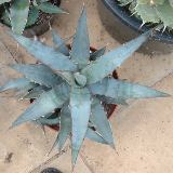 Xylonacantha Blue