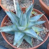 Pumila