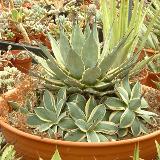 Parryi Cream Spike