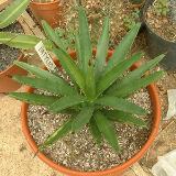 Datylio