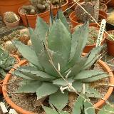 Durangensis