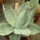 Titanota