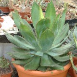 Bovicornuta