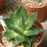 Chiapensis