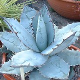 Titanota