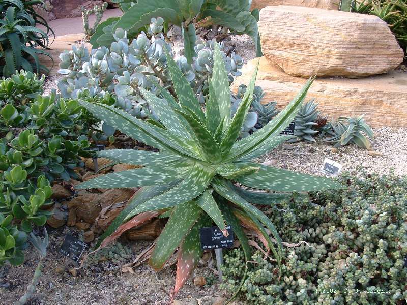 Aloe Greenii