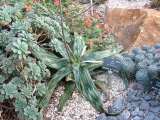 Aloe Somaliensis