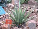 Agave Lechuguilla