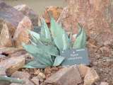 Agave Sebastiana