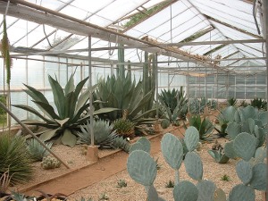 agave national collection
