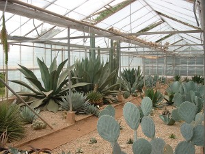agave national collection