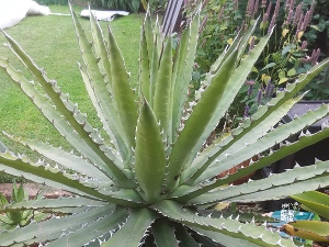 Heteracantha