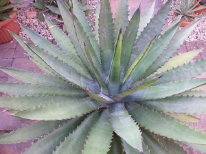 Lophantha