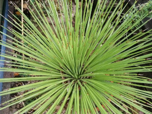 striata