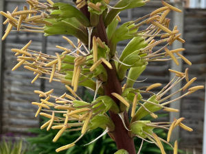 striata
