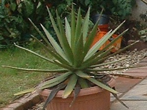 Lophantha