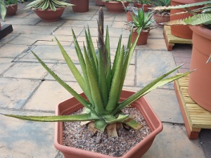 Lophantha