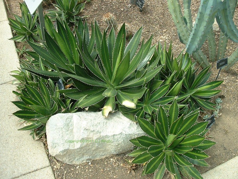 Agave Lophantha