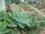 Agave Attenuatta