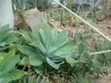 Agave Attenuatta