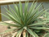 Agave Difformis