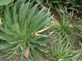 Agave Filifera