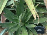 Agave Ghiesbreghtii