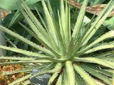 Agave Lechuguilla