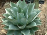 Agave Parrasana