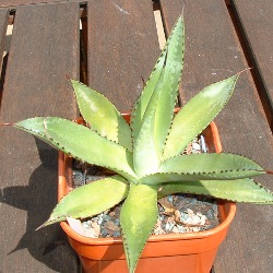 Agave boldinghiana 