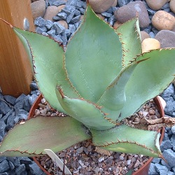 Agave Bovicornuta