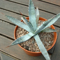 Agave db 