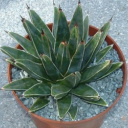 Agave Victoriae-Reginae