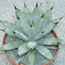 Agave Macrocantha