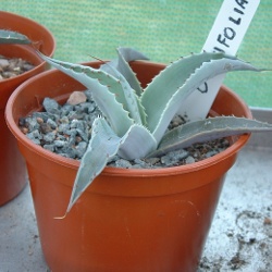 Agave Ovatifolia 