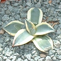 Agave Parryi Cream Spike