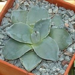 Agave Parryi Patonii