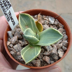 Agave Parryi Truncata Varigated