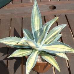 Agave Americana Striata