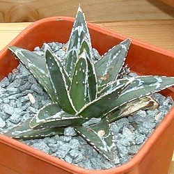 Agave Victoriae-Reginae