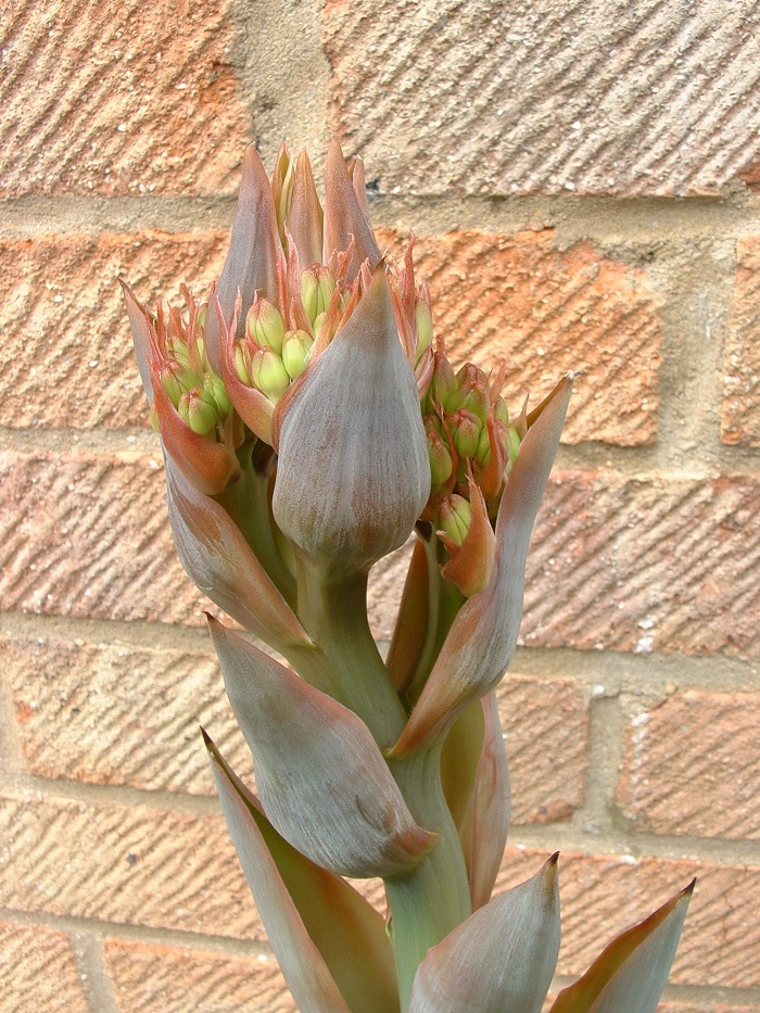 flower spike