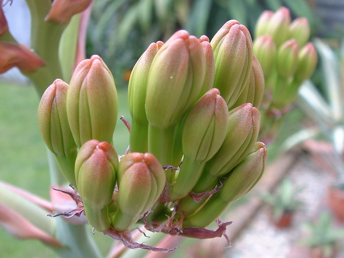 flower spike