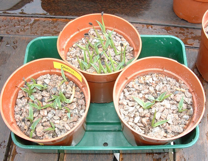 Seedlings