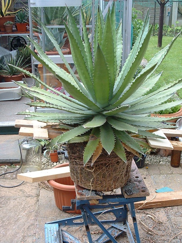 Lophantha